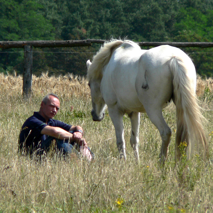 Nichtstun bei der Pferdeherde Nichtstun bei der Pferdeherde
