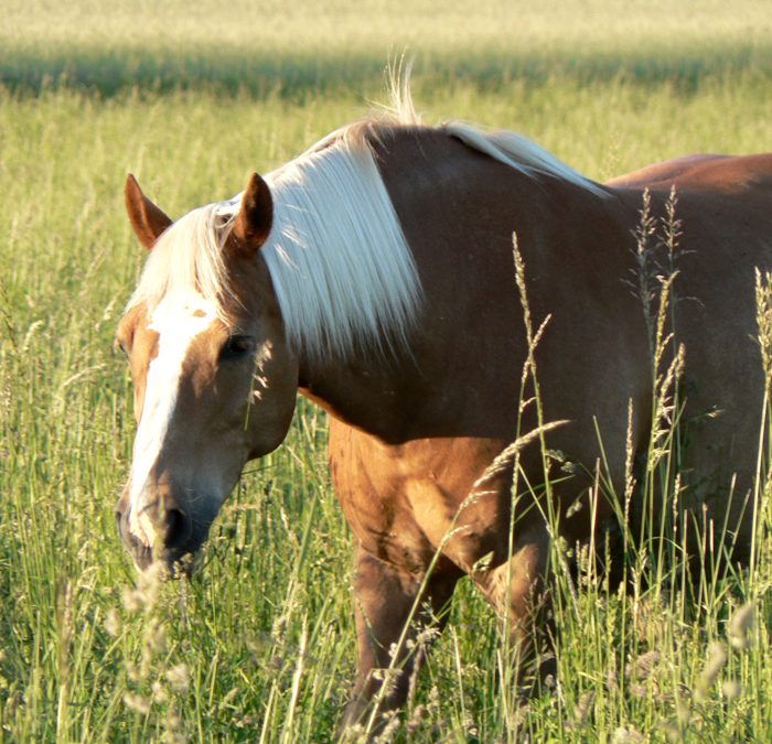 Nature, Horse & Spirit