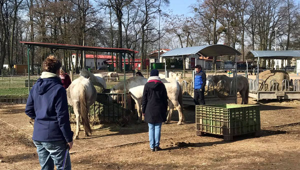 Seminar mit Pferden