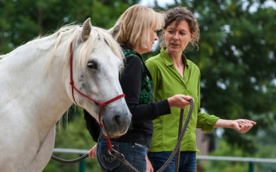 Wann dir ein Pferdecoaching helfen kann und wann du die Finger davon lassen solltest – alle Vor- und Nachteile