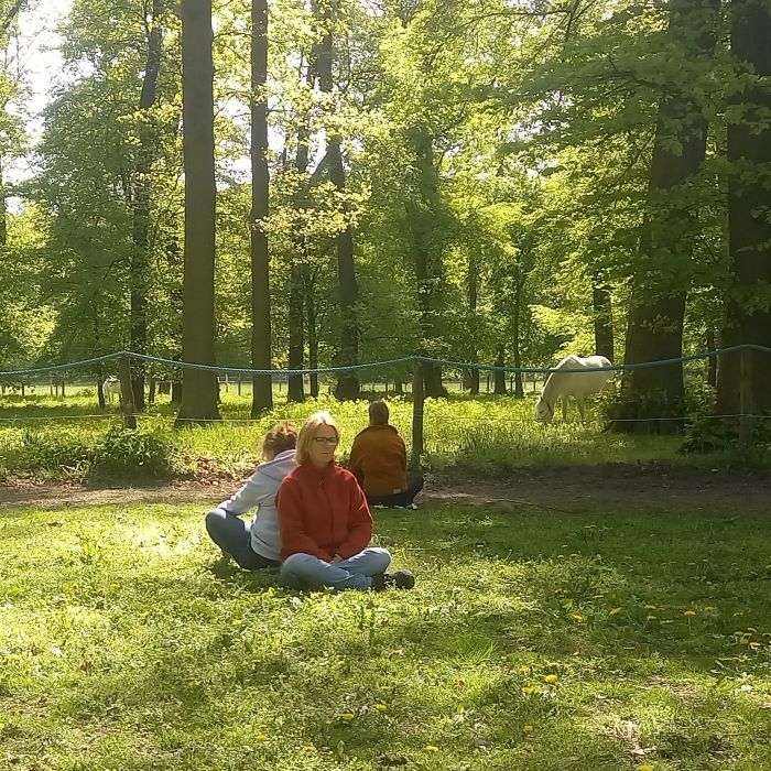 Meditation im Wald Meditation im Wald