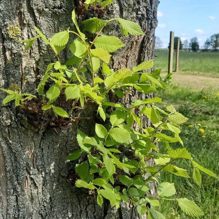 Bildungszeit in der Natur Bildungszeit in der Natur