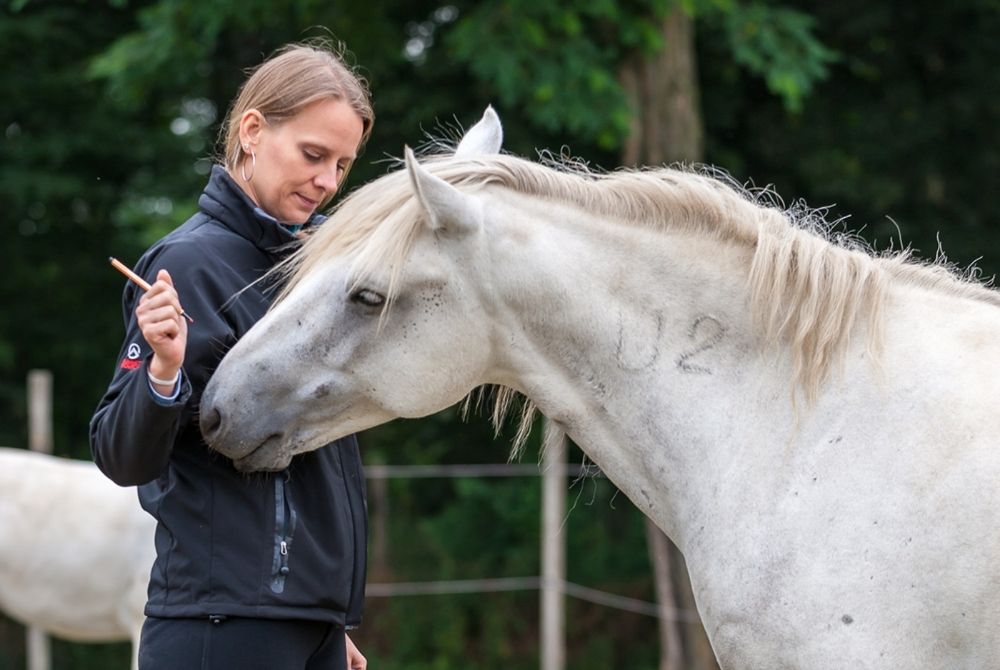 Pferde zeigen, wann du Grenzen setzen solltest