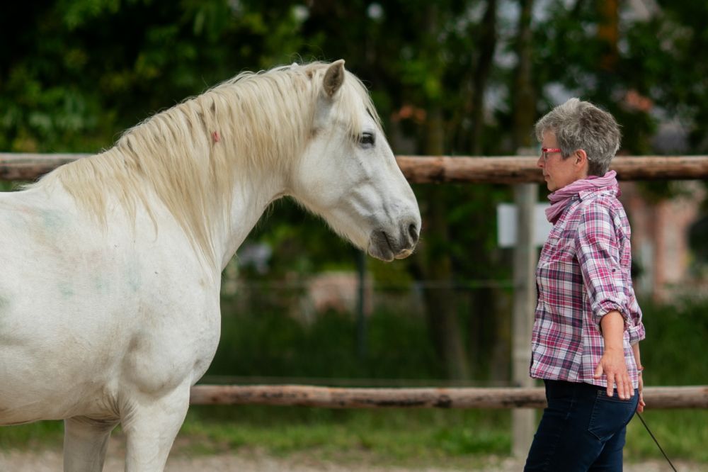Frau steht Pferd gegenüber